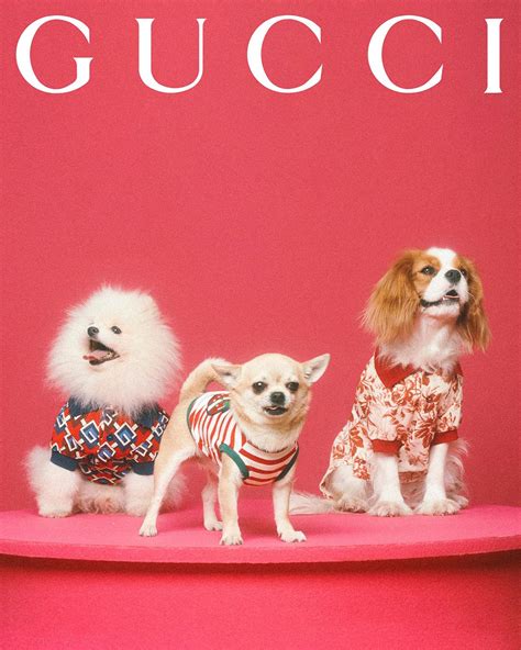 groene gucci pet|gucci pet collection.